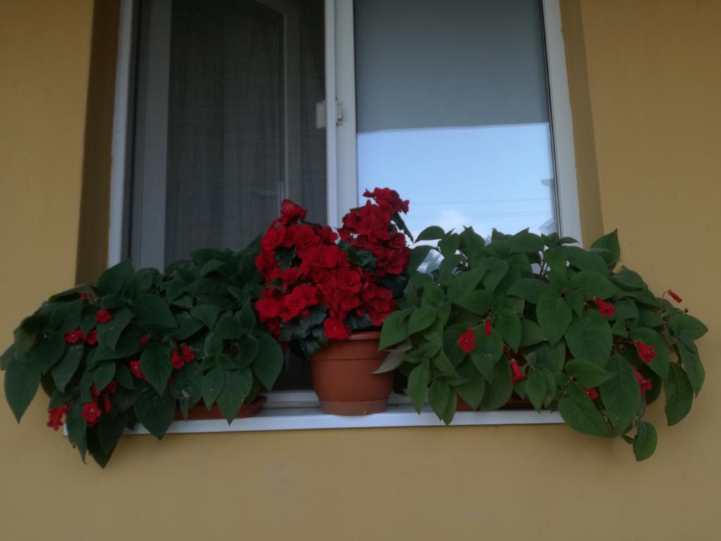 Gasthof Pensiunea Vladut *